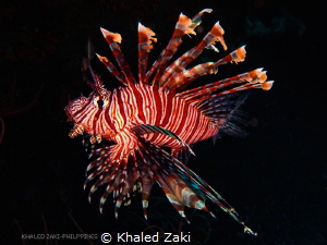 Lion Fish - Philippine by Khaled Zaki 